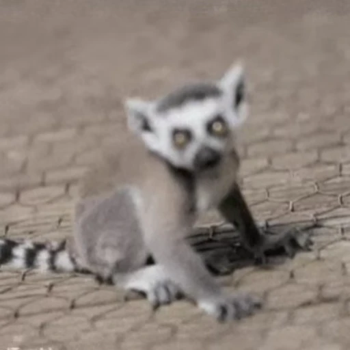 👶 Стикер «Lemurs» для Telegram