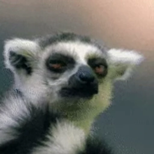 😎 Стикер «Lemurs» для Telegram