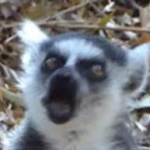 👀 Стикер «Lemurs» для Telegram