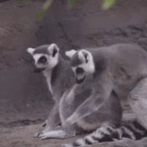 🫡 Стикер «Lemurs» для Telegram