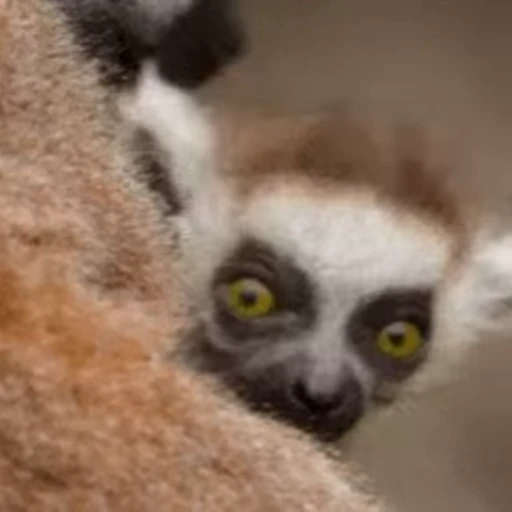 👽 Стикер «Lemurs» для Telegram