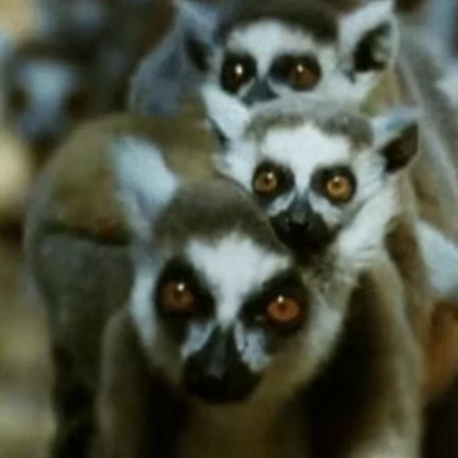 😎 Стикер «Lemurs» для Telegram