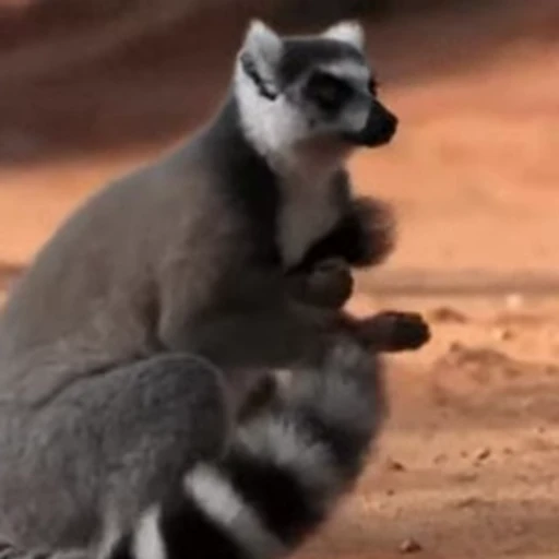 🧼 Стикер «Lemurs» для Telegram