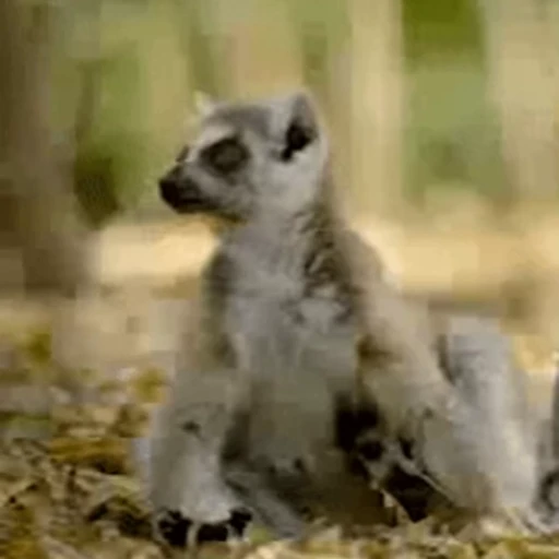 🥸 Стикер «Lemurs» для Telegram