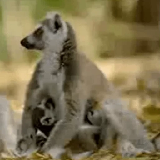 Стикерпак Lemurs для Telegram