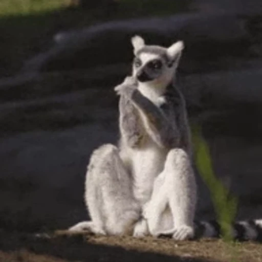 🛁 Стикер «Lemurs» для Telegram