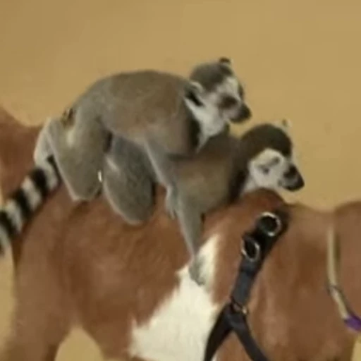 🐐 Стикер «Lemurs» для Telegram
