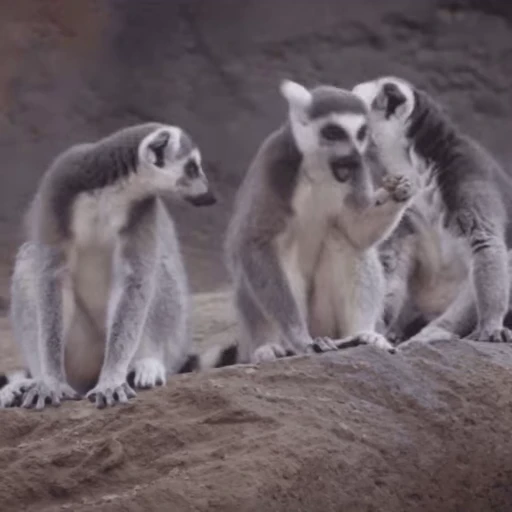 😎 Стикер «Lemurs» для Telegram