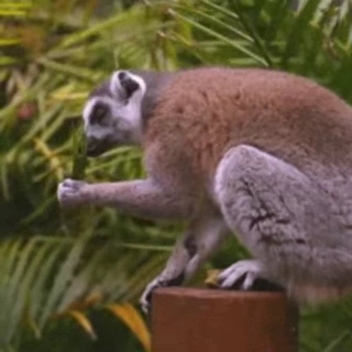 🌿 Стикер «Lemurs» для Telegram
