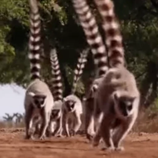 🐾 Стикер «Lemurs» для Telegram
