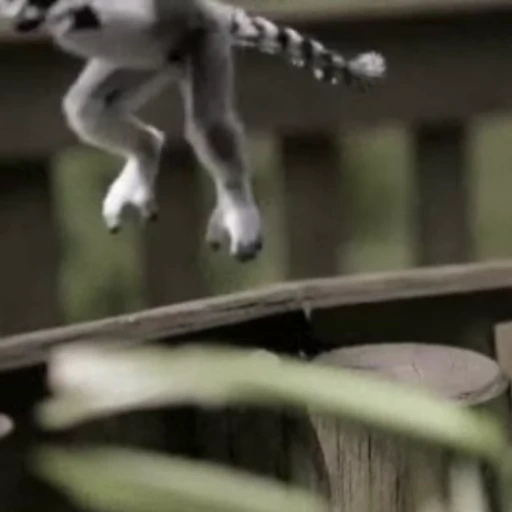 🤪 Стикер «Lemurs» для Telegram