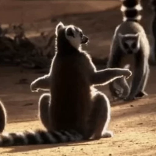 🫳 Стикер «Lemurs» для Telegram