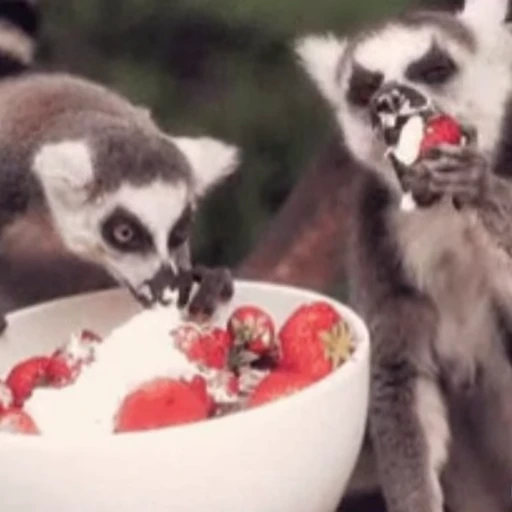 🍓 Стикер «Lemurs» для Telegram