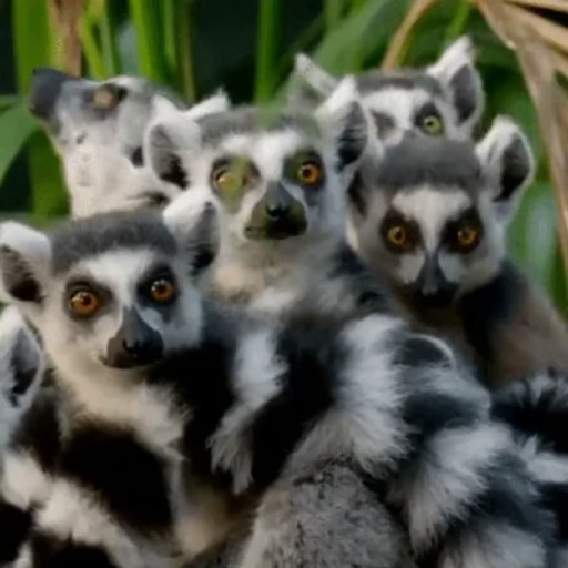 👀 Стикер «Lemurs» для Telegram