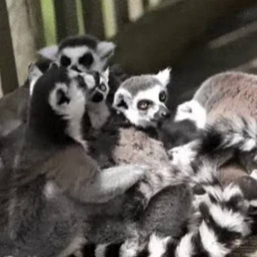 😎 Стикер «Lemurs» для Telegram