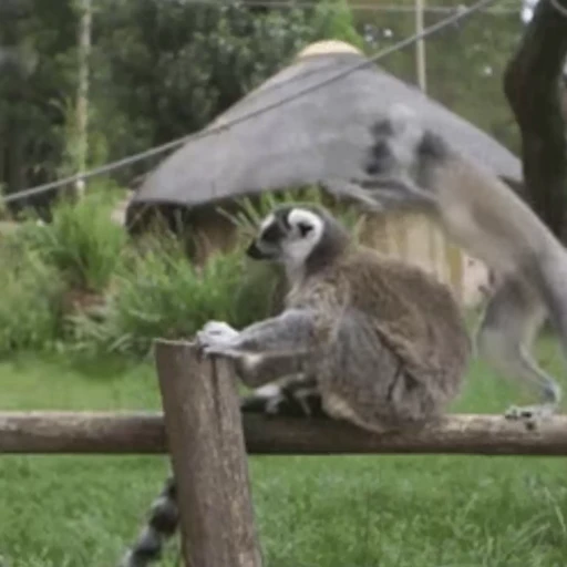 😐 Стикер «Lemurs» для Telegram