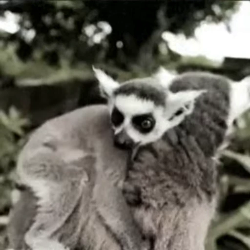 🥹 Стикер «Lemurs» для Telegram