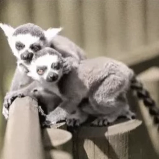 🙃 Стикер «Lemurs» для Telegram