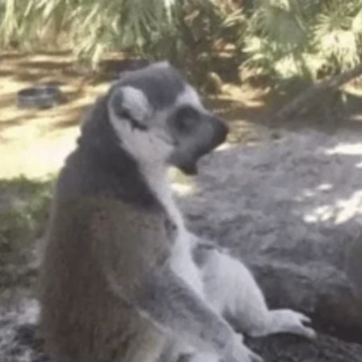 🍉 Стикер «Lemurs» для Telegram