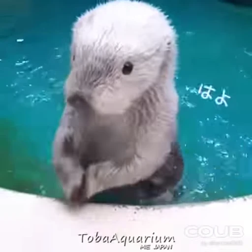 🥁 Стикер «OTTERS» для Telegram