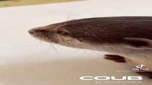 🎹 Стикер «OTTERS» для Telegram