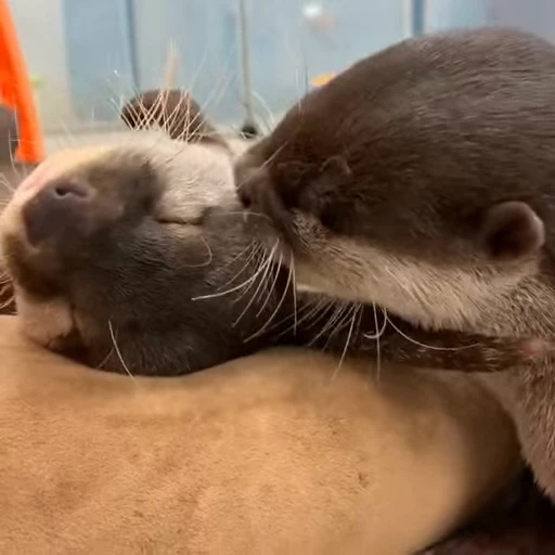 😘 Стикер «OTTERS» для Telegram