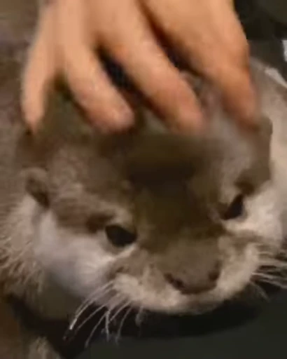 🥰 Стикер «OTTERS» для Telegram