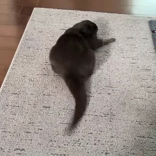 🦦 Стикер «OTTERS» для Telegram