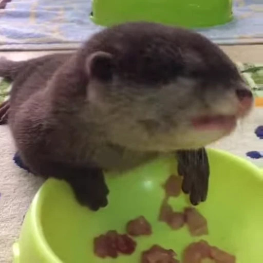 🥗 Стикер «OTTERS» для Telegram