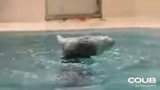 🕺 Стикер «OTTERS» для Telegram