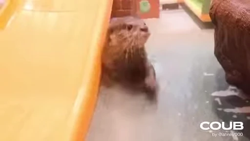 💧 Стикер «OTTERS» для Telegram