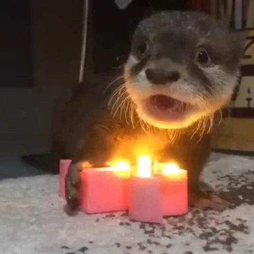🔥 Стикер «OTTERS» для Telegram