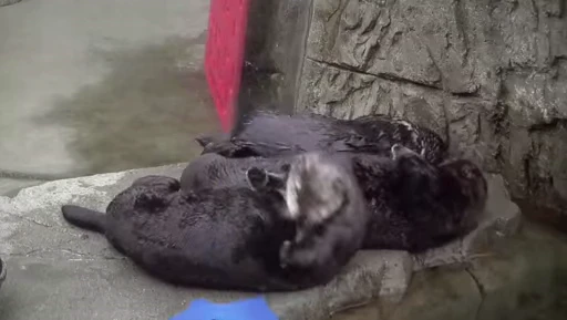 🦦 Стикер «OTTERS» для Telegram