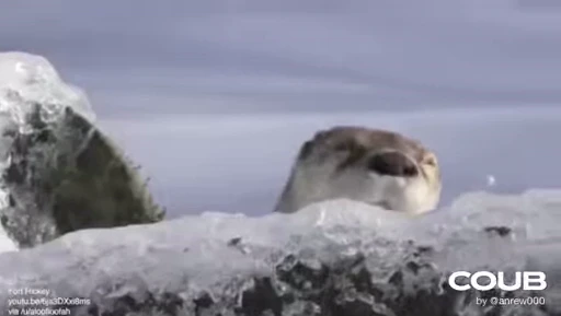 🌅 Стикер «OTTERS» для Telegram