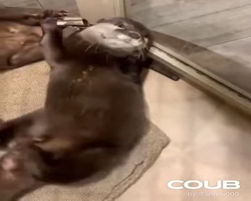 💃 Стикер «OTTERS» для Telegram