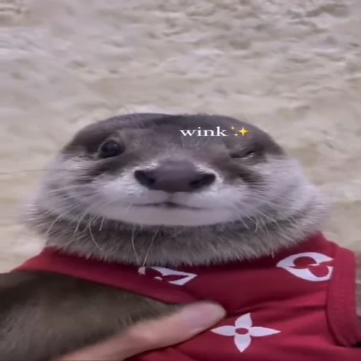 😉 Стикер «OTTERS» для Telegram