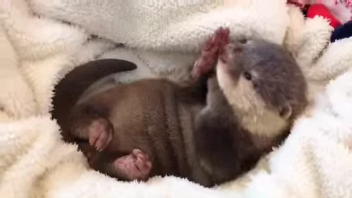 🍼 Стикер «OTTERS» для Telegram