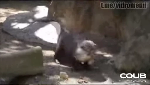 🕺 Стикер «OTTERS» для Telegram