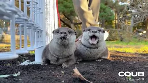 👩‍❤️‍💋‍👨 Стикер «OTTERS» для Telegram
