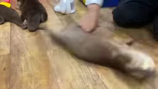 💃 Стикер «OTTERS» для Telegram