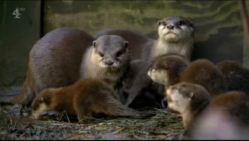 😱 Стикер «OTTERS» для Telegram