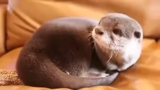😞 Стикер «OTTERS» для Telegram
