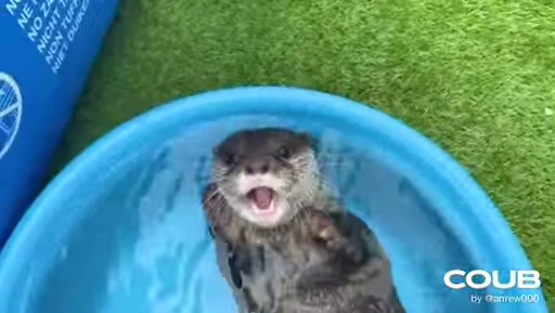 🛁 Стикер «OTTERS» для Telegram