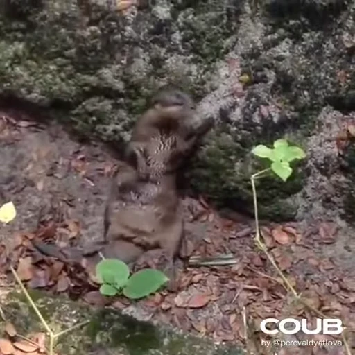 💃 Стикер «OTTERS» для Telegram