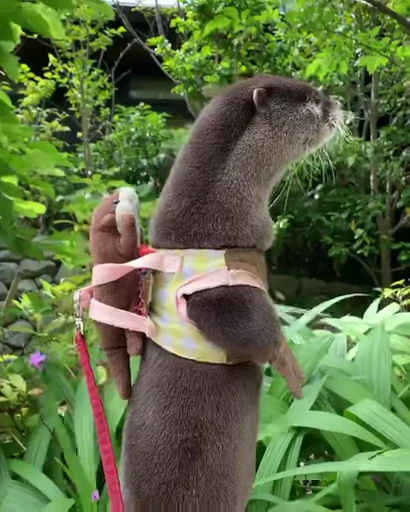 Стикерпак OTTERS для Telegram — скачать
