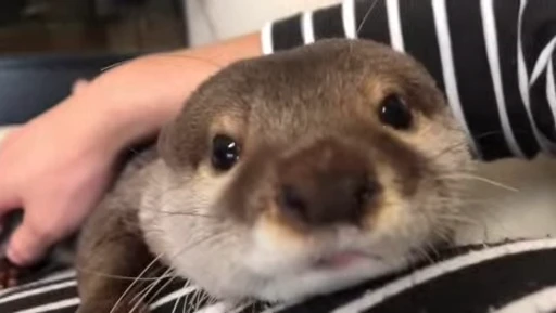 🌅 Стикер «OTTERS» для Telegram