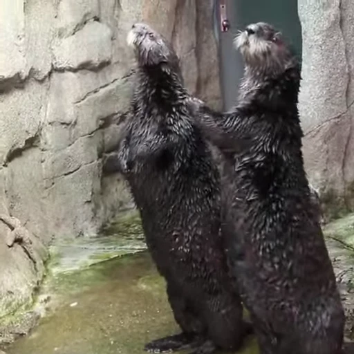 🍝 Стикер «OTTERS» для Telegram