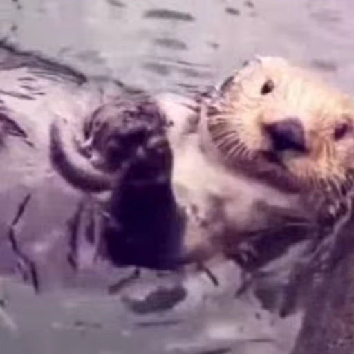 💅 Стикер «Otters Выдры» для Telegram