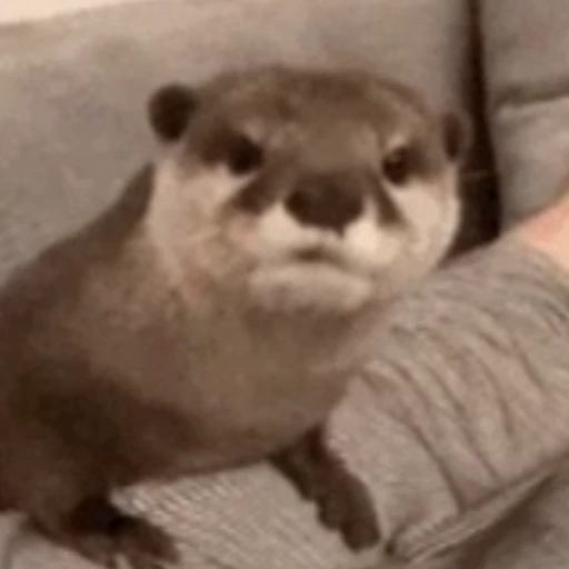 🤨 Стикер «Otters Выдры» для Telegram