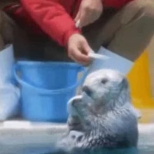 😇 Стикер «Otters Выдры» для Telegram
